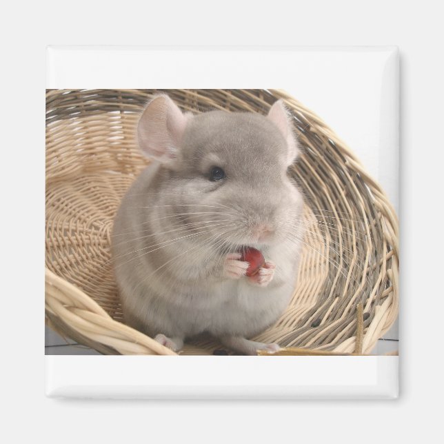 Imán chinchilla (Frente)