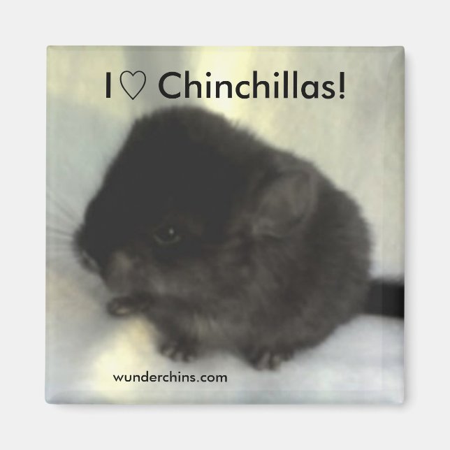 Imán Chinchilla Love Magnet (Frente)