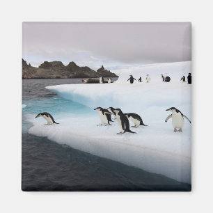 Imán Chinstrap Penguins