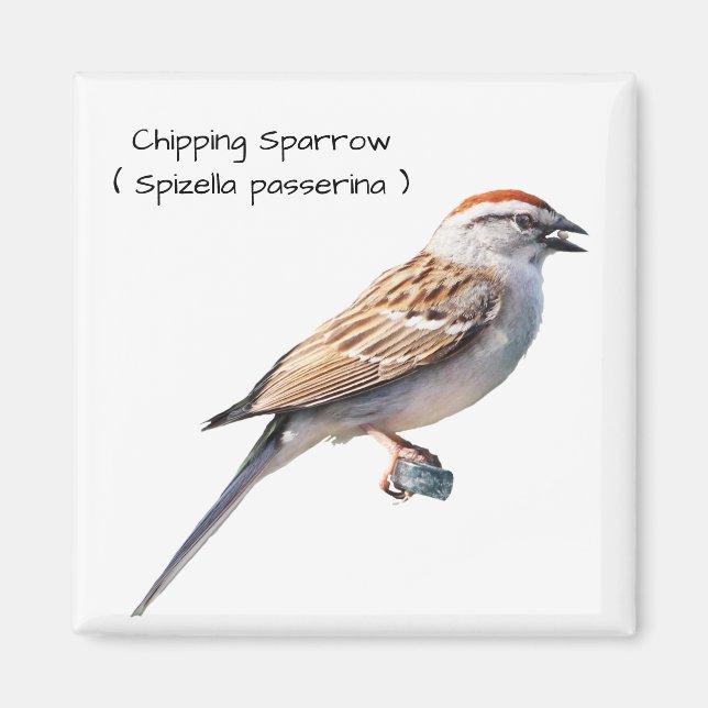 Imán Chip Sparrow (Frente)