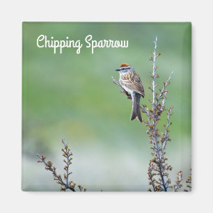 Imán Chip Sparrow
