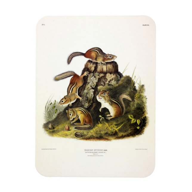 Imán Chip Squirrel ( Eastern Chipmunk ) por Audubon (Vertical)