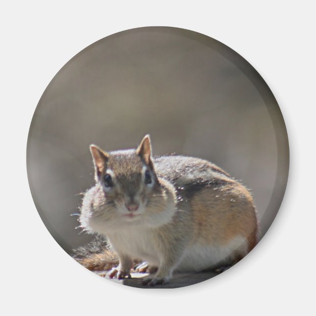 Imán Chipmunk (Frente)