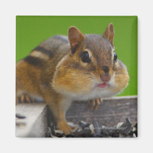 Imán Chipmunk