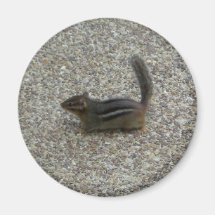 Imán Chipmunk