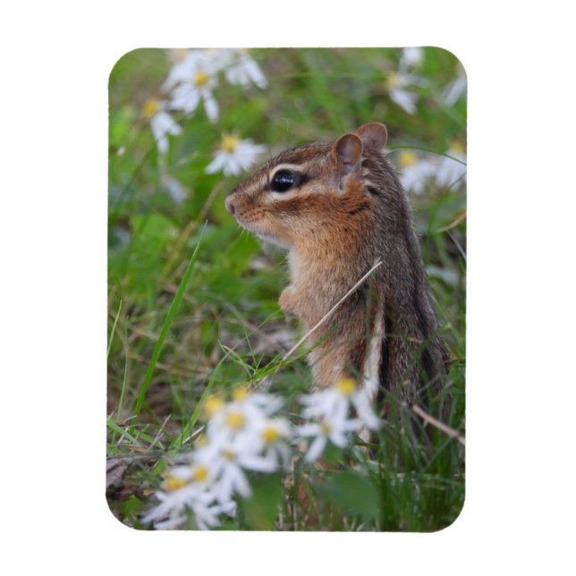 Imán Chipmunk Adorable en flores (Vertical)