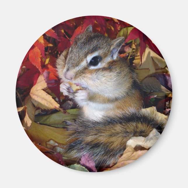 Imán Chipmunk , Autumn (8)　photo (Frente)