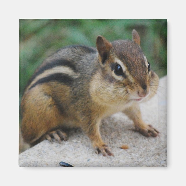 Imán Chipmunk Cheeks (Frente)