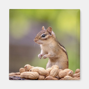 Imán Chipmunk con cacahuetes