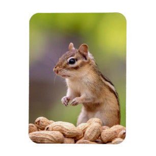 Imán Chipmunk con cacahuetes