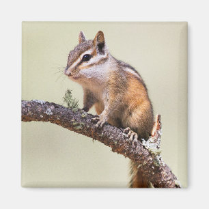 Imán Chipmunk cutáneo y chubino