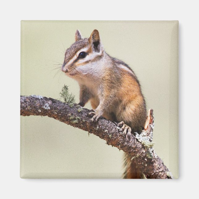 Imán Chipmunk cutáneo y chubino (Frente)