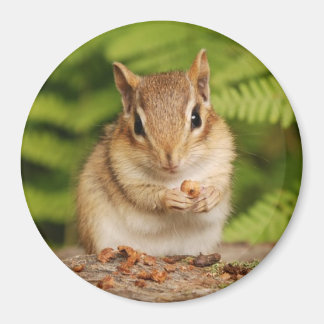 Imán chipmunk de bebé pequeño