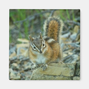 Imán Chipmunk en el Parque Nacional Glaciar