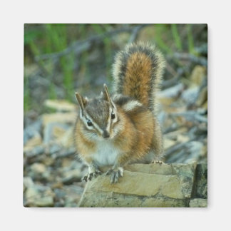 Imán Chipmunk en el Parque Nacional Glaciar