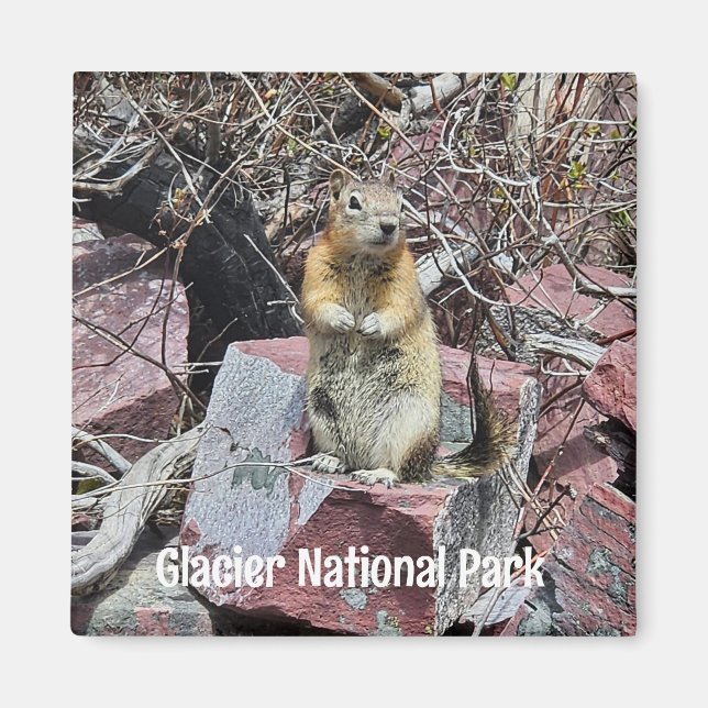 Imán Chipmunk en el Parque Nacional Glaciar (Frente)
