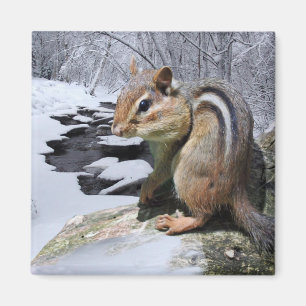 Imán Chipmunk en la nieve