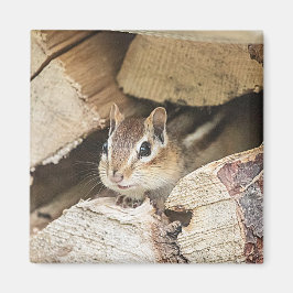 Imán Chipmunk en una pila de madera
