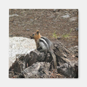 Imán Chipmunk en Yosemite, California
