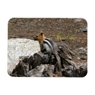 Imán Chipmunk en Yosemite, California