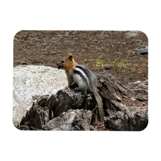 Imán Chipmunk en Yosemite, California (Horizontal)