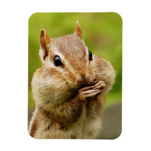 Imán Chipmunk fresco lindo