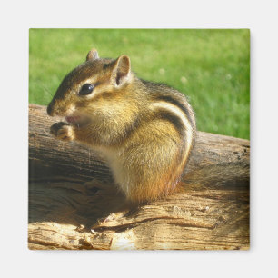 Imán Chipmunk lindo