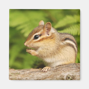 Imán chipmunk lindo del bebé