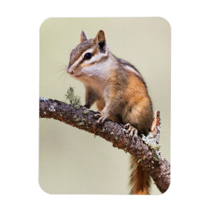 Imán Chipmunk lindo y rechoncho