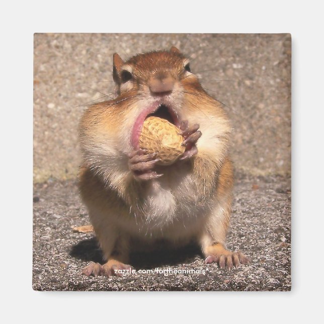 Imán Chipmunk - Magnet (Frente)