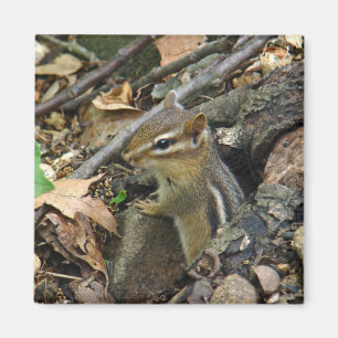 Imán Chipmunk oriental - Tamias striatus