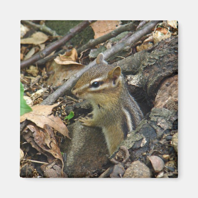 Imán Chipmunk oriental - Tamias striatus (Frente)