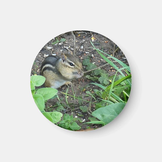 Imán Chipmunk Photo In The Garden Eating Seeds  (Frente)