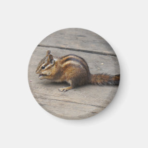Imán Chipmunk Round Magnet