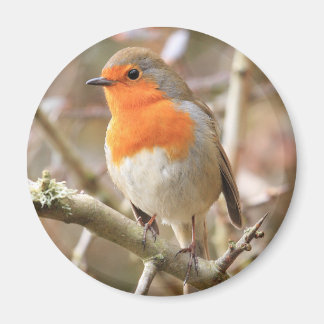 Imán Chirpy Robin