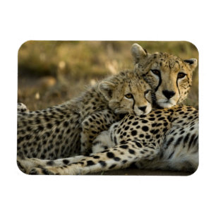 Imán Chita, Acinonyx jubatus, con cachorro en Masai 2