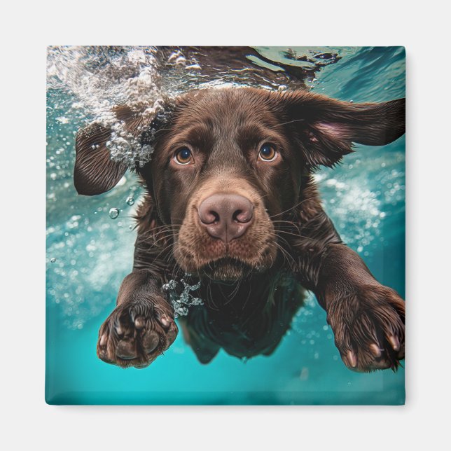 Imán Chocolate labrador juguetón nadando bajo el agua (Frente)