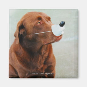 Imán Chocolate Labrador que lleva una nariz falsa
