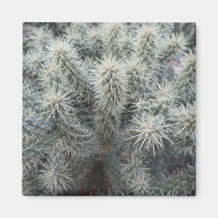 Imán Cholla Cactus en Arizona