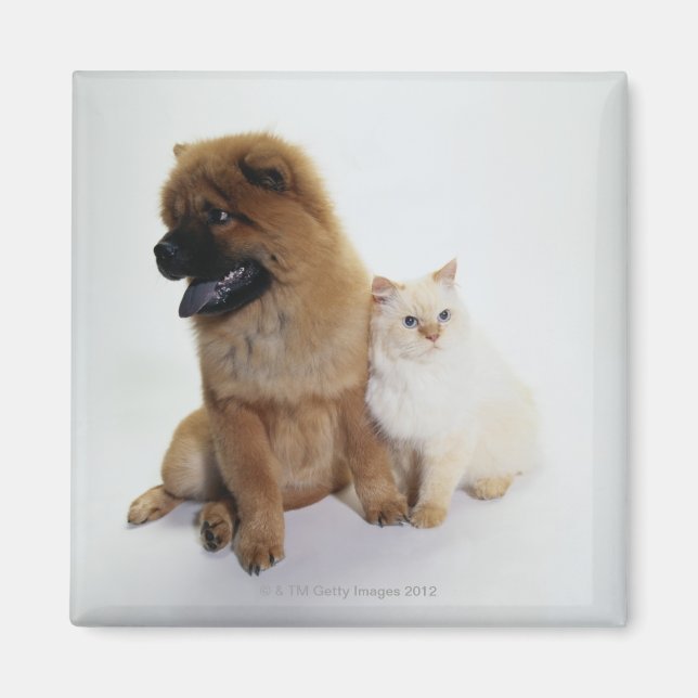 Imán Chow Chow y un gato blanco sentados juntos (Frente)