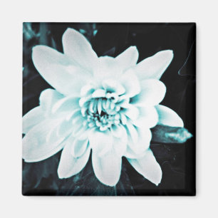 Imán Chrysanthemum