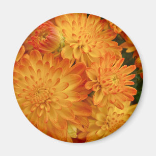 Imán Chrysanthemum, Naranja de incendios