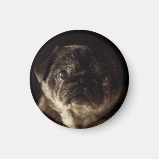 Imán Chubbs The Wampug Black on Black Magnet