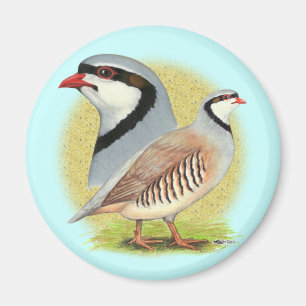 Imán Chukar Partridge Combo