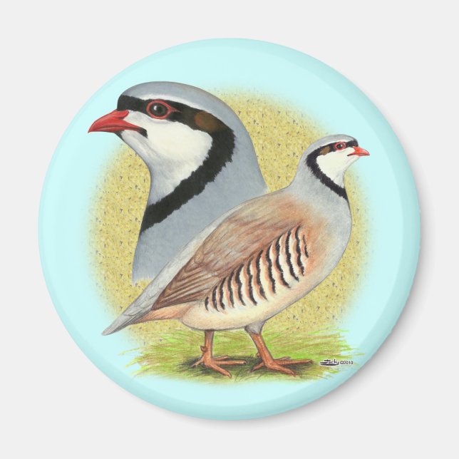 Imán Chukar Partridge Combo (Frente)