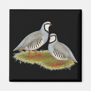 Imán Chukar Partridge Pair