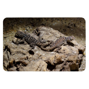 Imán Cianogenia celoporus