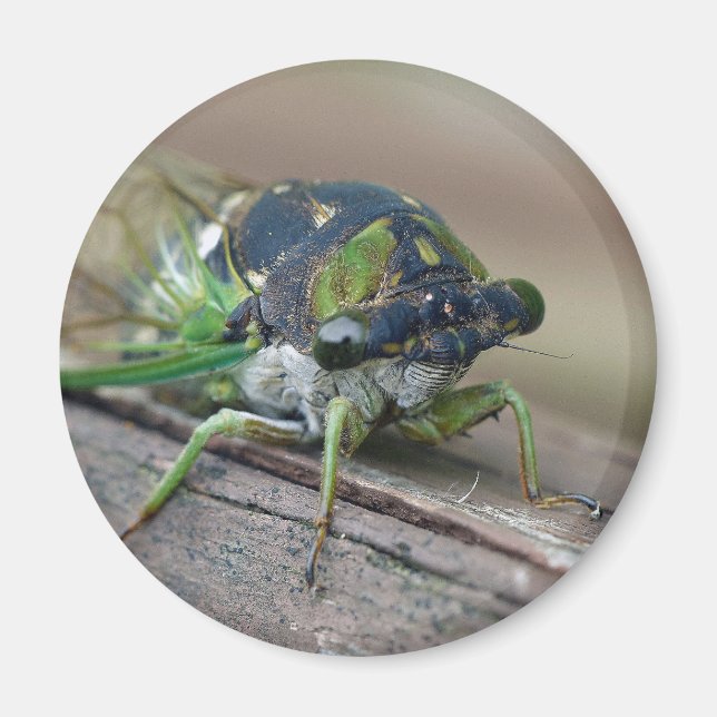 Imán Cicada (Frente)