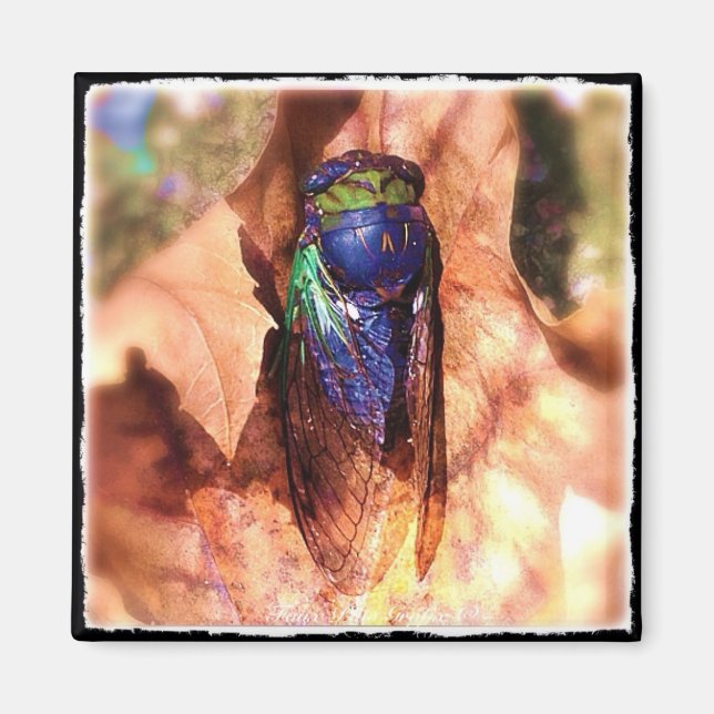 Imán Cicada (Frente)