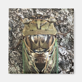 Imán Cicada